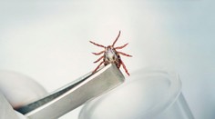 Šíri sa smrteľné ochorenie krvácajúcich očí. Prenášajú ho kliešte