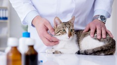 Po psoch už aj mačky. Koronavírusom sa nakazili od majiteľov