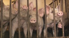 Na Slovensku sa prvýkrát objavil africký mor ošípaných