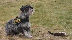 Aj policajti majú svoju Ritu Oru. Je jedna z mála v Európe