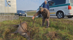 Nebezpečná jeseň na cestách. Zver vbieha pod kolesá každý deň
