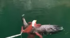 VIDEO: Odvaha sa orlovi nevyplatila. Mohutná chobotnica zaútočila na predátora