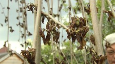 Mráz zničil stromy "na tabak", jahôd bude menej