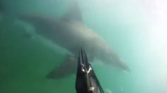 Film Čeľuste sú šuviks. Potápač bojoval so žralokom, všetko si nakrútil