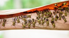 Muža s alergiou napadol pri Košiciach roj ôs, zachránili ho policajti