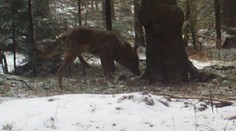 Vlk so zranenou nohou z Muránskej planiny zaskočil aj skúsených znalcov prírody