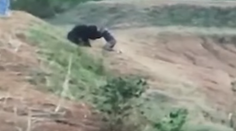 VIDEO: Taxikár dostal nápad, chcel si spraviť selfie s medveďom. Nedopadlo to dobre