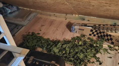 VIDEO: Policajný zásah v Prievidzi. Dvaja muži pestovali marihuanu, teraz čakajú vo väzbe na rozsudok