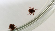 Kliešte na Slovensku útočia, nakazených pribúda. Takéto sú najčastejšie príznaky encefalitídy