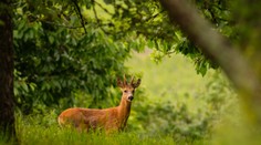 Vypadali mu zuby a trpel silnými bolesťami. Jeleňa museli utratiť pre nezodpovedné správanie turistov