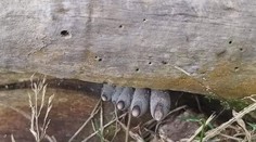 Obrázok mätie ľudí na sociálnych sieťach. Uhádnete, čo sa skrýva za kmeňom stromu?