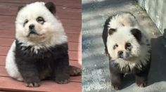Pandy, ktoré štekali. Čínska zoo priznala, že ide o nafarbené psy