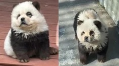 Pandy, ktoré štekali. Čínska zoo priznala, že ide o nafarbené psy