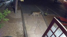 V moteli mali nezvyčajnú návštevu. Kamera zachytila pumu