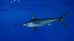 Bizarná tragédia mladej ženy. Talianku pri surfovaní prebodla atypická ryba