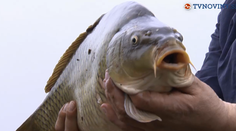 Tropické teplo ovplyvnilo aj ryby. Čo budeme mať na vianočnom stole?