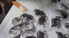 VIDEO: Polícia ostala v nemom úžase. Muž na svojom tele pašoval stovky tarantúl