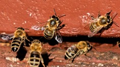 Včelí jed ako liek proti rakovine? Štúdia ukazuje, že môže priaznivo pôsobiť na jeden typ tejto agresívnej choroby
