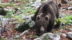 Kosil lesný porast, keď sa naňho vrhla medvedica. Po chvíli sa našťastie rozbehla preč