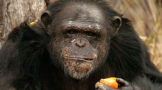 Vedci pozorovali prevrat v šimpanzej svorke. Opice zvrhli tyrana a potom ho zjedli