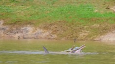 Obrovská rarita z Bolívie. Vedci s úžasom sledovali, ako sa vzrušené riečne delfíny naťahovali o anakondu