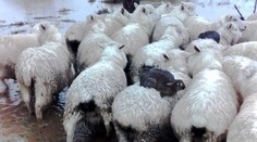 Divé králiky sa viezli na chrbtoch oviec, aby unikli pred povodňou