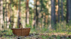 Hubárska sezóna odštartovala. Slováci už nachádzajú vzácnu hubu, ktorá ide v zahraničí za poriadny balík