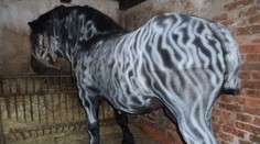 Polícia na Morave pátra po sprejerovi. Takto sa vybúril na koňovi