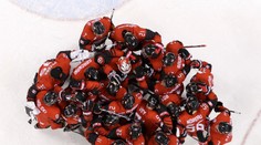 VIDEO: Kanada po tuhom boji zdolala Fínsko, Nemci prekvapivo vyradili Švédov