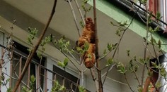 Obyvateľov Krakova dva dni desil záhadný tvor na strome. Keď ho pracovníci prišli odchytiť, neverili