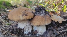 Slováci sa tešia z húb. Mykológ ukázal prstom na sľubné lokality