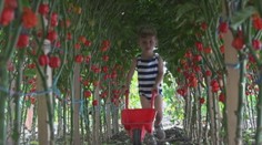 Máte radi čili papričky? Na Slovensku nájdete aj tie najštipľavejšie na svete