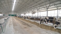 Staré kravíny nahrádzajú luxusné maštale. Zvieratá v nich doja roboty a podlahy zotierajú stroje