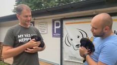 Športujú, šantia, nechajú sa obhrýzať šteniatkami. Politici sú v tejto kampani mimoriadne aktívni