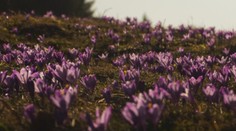 Kvitnúce kvety premenili veľké podhorské plochy na Slovensku na farebné koberce