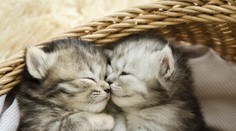 Nechceme nikomu pokaziť ráno, no toto by ste o vašich miláčikoch mali vedieť