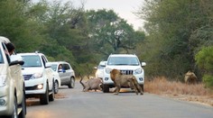 Krvavý útok pred očami turistov. Levy zaútočili na ceste