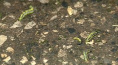 V Košiciach sa objavila nebezpečná húsenica. Zo živého plota vám urobí mŕtvy