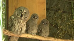 Sovu laponskú môžete na Slovensku vidieť iba na jedinom mieste