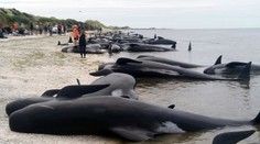 Jedna z najväčších veľrybých tragédií v histórii! Na pláži zahynulo až 300 guľohlavcov