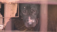 Nové projekty na ochranu zvierat. Pomôcť majú najmä túlavým psom, útulky by mali dostať dotácie