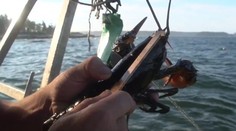 Čím všetkým si musí prejsť homár, kým sa nám dostane na tanier?