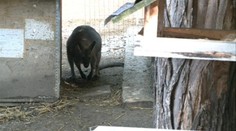 V Nitre po týždni chytili klokana na úteku. Živého a zdravého