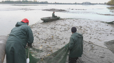 Skončia na štedrovečerných stoloch. Pri Michalovciach začali s výlovom kaprov