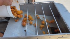 Takú katastrofálnu úrodu si nepamätajú. Niektoré pálenice to vzdali a zostali zatvorené