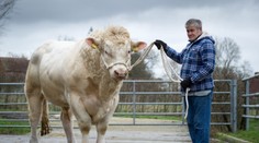 Videli ste už vola za 128-tisíc eur? Je najväčší vo Veľkej Británii