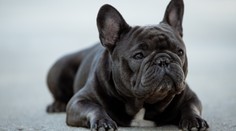 Prvky telesnej stavby, ktoré im spôsobujú problémy. Ak chcete zdravého psa, týmto plemenám sa vyhnite