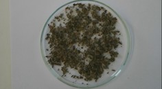 Moravou sa šíri smrtiaci démon: Syntetická droga vyzerá ako korenie