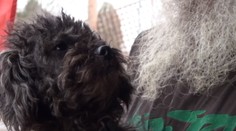 Stačilo málo a rodina by prišla o miláčika. Neuveríte, kde sa zatúlal