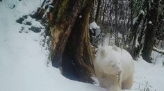 VIDEO: Tri roky o nej nebolo počuť.  Jedinú albínsku pandu na svete zachytila fotopasca počas hry